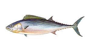 Atlantic Bonito Source: Raver, Duane. http://images.fws.gov. U.S. Fish and Wildlife Service.