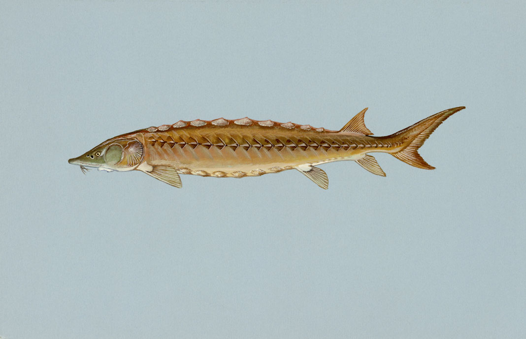 Shortnose Sturgeon