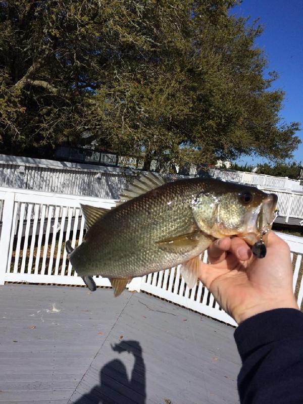 Duck fishing photo 1