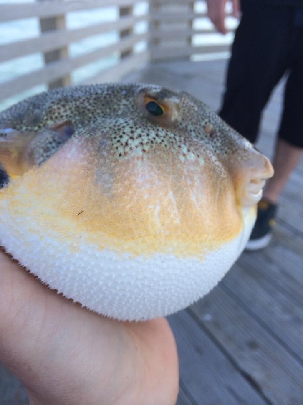 Kill Devil Hills fishing photo 2