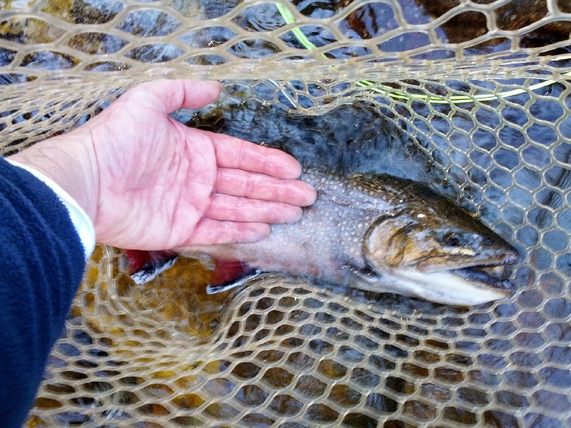 Laurel Park fishing photo 2