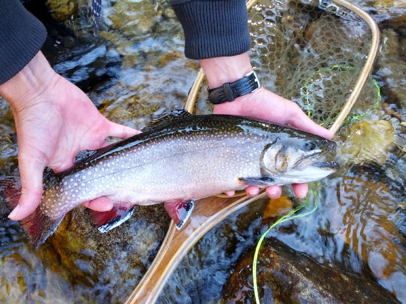 Weaverville fishing photo 3