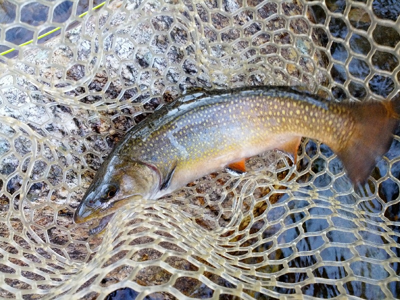 Lake Junaluska fishing photo 4