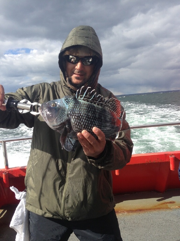 Black Sea Bass