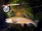 trout fishing near Lake Junaluska