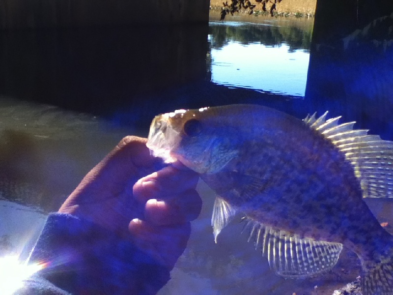 crappie