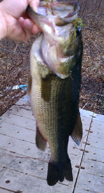 Lake Cochituate Large Mouth