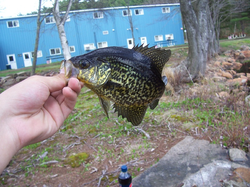 crappie