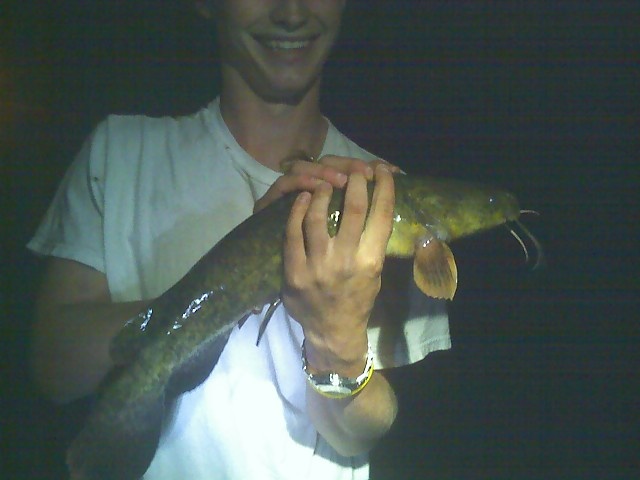 Flathead Catfish