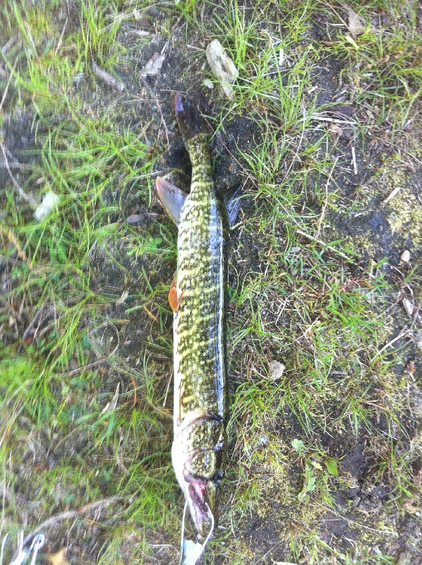 Grass Pickerel