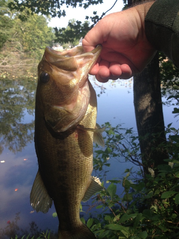 Kirkwood Lake 2 pounder