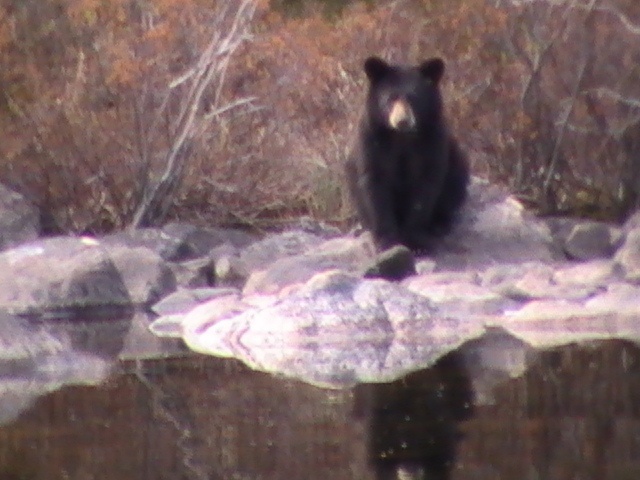 black bear