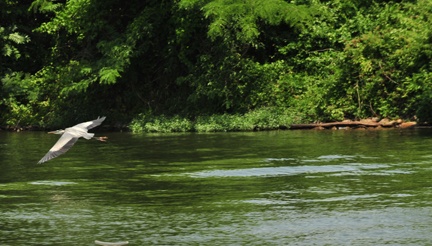 Tennessee River