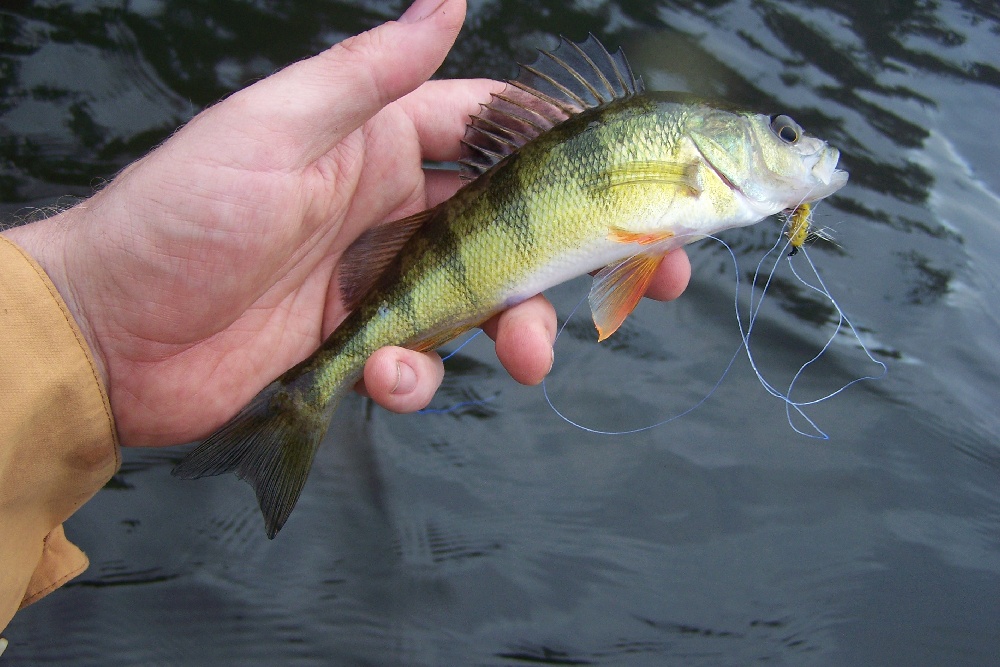 Vermont Yellow Perch