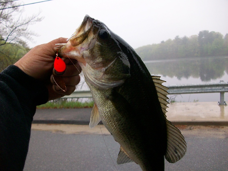 cove bass